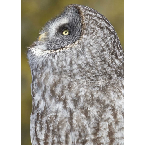 Canada, Quebec, Beauport Great gray owl